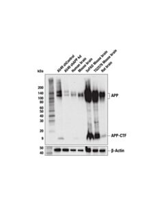 Cell Signaling APP (E4H1U) Rabbit mAb 20 uL