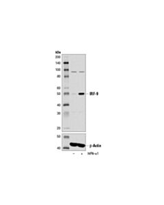Cell Signaling Irf-9 (D2t8m) Rabbit mAb