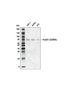 Cell Signaling Foxo1 (C29h4) Rabbit mAb (Biotinylated)