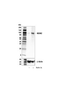 Cell Signaling Mdm2 (D1v2z) Rabbit mAb (Biotinylated)
