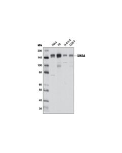 Cell Signaling Sin3a (D1b7) Rabbit mAb