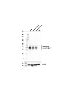 Cell Signaling Trbc1/Tcrbeta Constant Region 1 Antibody