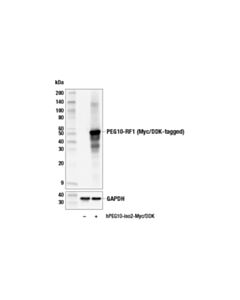 Cell Signaling Peg10 Antibody