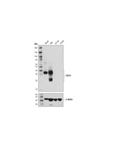 Cell Signaling Cd74 (D5n3i) Xp Rabbit mAb