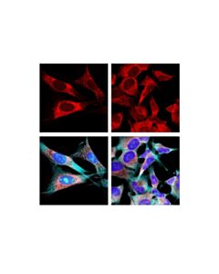 Cell Signaling Clreticulin (D3e6) Xp??? Rbbit mAb (Alex Fluor??? 594 Conjugte) Apply) (Additional