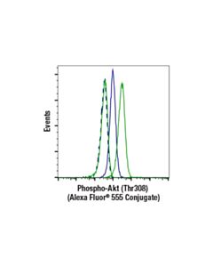 Cell Signaling Phospho-Akt (Thr308) (D25e6) Xp ® Rabbit mAb (Alexa Fluor® 555 Conjugate)