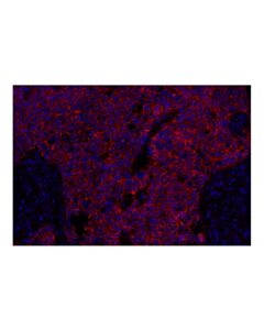 Cell Signaling Na,K-ATPase alpha1 (D4Y7E) Rabbit mAb (Alexa Fluor ® 555 Conjugate)