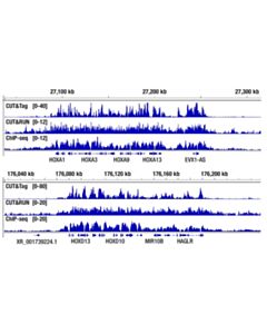 Cell Signaling CUT&Tag Assay Kit