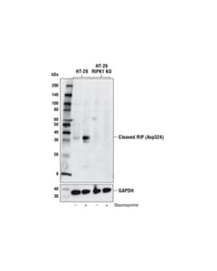 Cell Signaling Cleaved Rip (Asp324) (D5p6d) Rabbit mAb