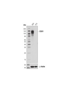 Cell Signaling CD31 (PECAM-1) (D8V9E) Rabbit Monoclonal Antibody