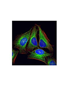 Cell Signaling Alpha-Tubulin (11h10) Rabbit mAb (BSA And Azide Free)