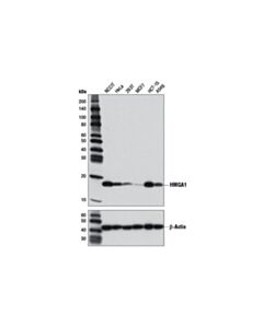 Cell Signaling Hmga1 (D6a4) Xp<LT/>Sup&Gt;®<LT/>/Sup&Gt; Rabbit mAb