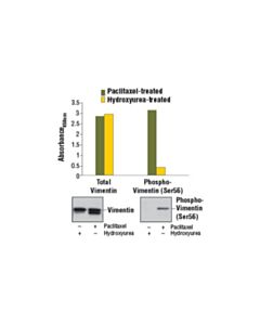 Cell Signaling Pathscan Total Vimentin Sandwich ELISA Kit