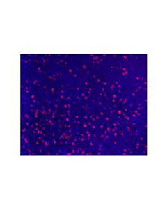 Cell Signaling Cd8alpha (D8a8y) Rabbit mAb (Alexa Fluor ® 555 Conjugate)