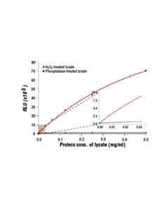 Cell Signaling Pathscan Phospho-Ampkalpha (Thr172) Chemiluminescent Sandwich ELISA Kit