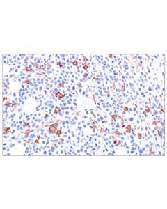 Cell Signaling CD200 (F2H8X) Rabbit mAb; 100 µl