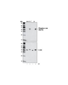 Cell Signaling Phospho-C-Jun (Ser73) (D47g9) Rabbit mAb (BSA And Azide Free)