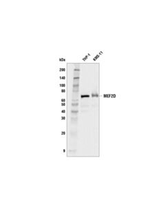 Cell Signaling Mef2d (E6h7n) Rabbit mAb