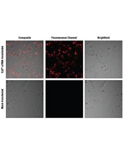 Cell Signaling Signalsilence Control Sirna (Cy3 Conjugate)