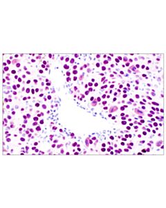 Cell Signaling Sox10 (E2V9N) Rabbit mAb (IF Formulated) 20 uL
