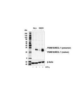 Cell Signaling Psmb10/MeCl-1 Antibody