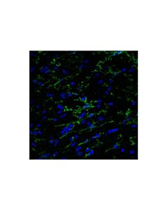 Cell Signaling CD45 (D3F8Q) Feline Chimeric mAb
