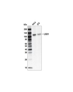 Cell Signaling Lsd1 (C69g12) Rabbit mAb (Biotinylated)