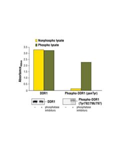 Cell Signaling Pathscan Phospho-Ddr1 (Pantyr) Sandwich ELISA Kit