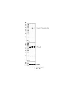 Cell Signaling Bay 11-7082
