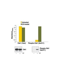 Cell Signaling Pathscan Phospho-Chk1 (Ser317) Sandwich ELISA Kit