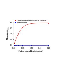 Cell Signaling Cleaved Gasdermin D (Asp276) Matched Antibody Pair