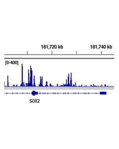 Cell Signaling Pbaf Complex Antibody Sampler Kit