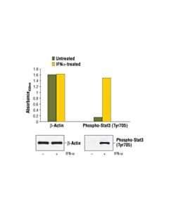 Cell Signaling PathScan ® Total beta-Actin Sandwich ELISA Kit