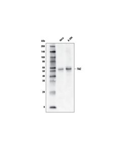 Cell Signaling Taz (D3i6d) Rabbit mAb (Biotinylated)