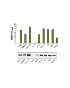 Cell Signaling Pathscan Total Pten Sandwich ELISA Kit
