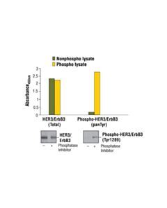 Cell Signaling Pathscan Phospho-Her3/Erbb3 (Pantyr) Sandwich ELISA Kit