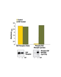 Cell Signaling Pathscan Phospho-Egf Receptor (Pantyr) Sandwich ELISA Kit