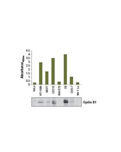 Cell Signaling Pathscan Total Cyclin D1 Sandwich ELISA Kit