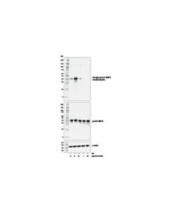 Cell Signaling Pd 0325901