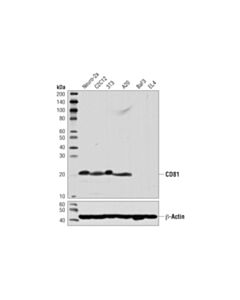 Cell Signaling Cd81 (D5o2q) Rabbit mAb (BSA And Azide Free)