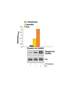 Cell Signaling Pathscan Phospho-Lck (Tyr505) Sandwich ELISA Kit