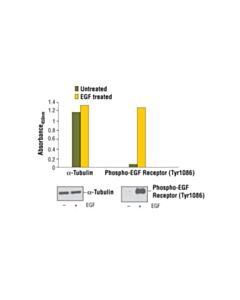 Cell Signaling PathScan ® Total alpha-Tubulin Sandwich ELISA Kit