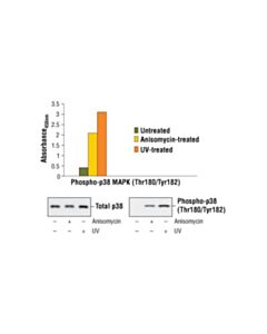Cell Signaling PathScan ® Phospho-p38 MAPK (Thr180/Tyr182) Sandwich ELISA Kit