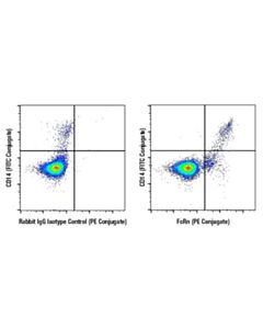 Cell Signaling Fcrn (E6d1s) Rabbit mAb (PE Conjugate)