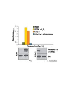 Cell Signaling PathScan ® Phospho-Src (Tyr416) Sandwich ELISA Kit