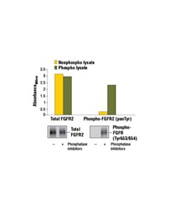 Cell Signaling Pathscan Phospho-Fgfr2 (Pantyr) Sandwich ELISA Kit