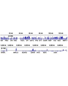 Cell Signaling Cut&Tag Pag-Tn5 (Loaded)