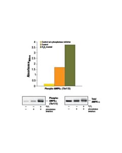 Cell Signaling Pathscan Phospho-Ampkalpha (Thr172) Sandwich ELISA Kit