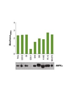 Cell Signaling Pathscan Total Ampkalpha Sandwich ELISA Kit