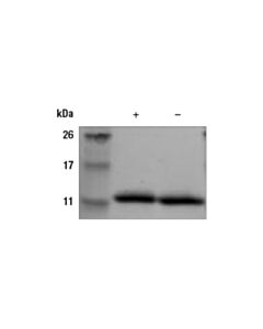 Cell Signaling Human Il-13 Recombinant Protein